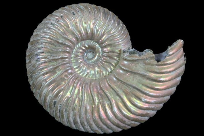 Iridescent Ammonite (Quenstedticeras) Fossil With Pyrite #78516